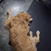 Serenity Holistic Vet ico