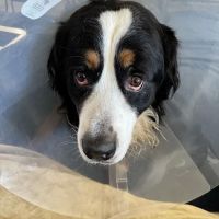 Meadowridge Animal Hospital ico