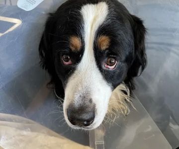 Meadowridge Animal Hospital