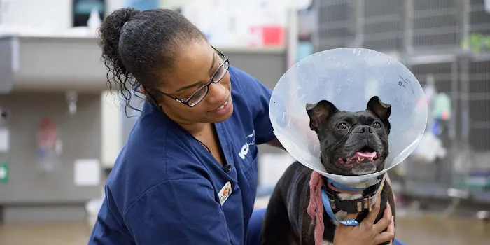 VCA California Veterinary Specialists-Murrieta 4