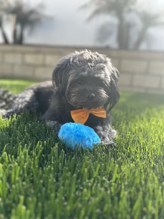VCA California Veterinary Specialists-Murrieta 2