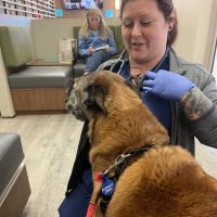 VCA California Veterinary Specialists-Murrieta ico