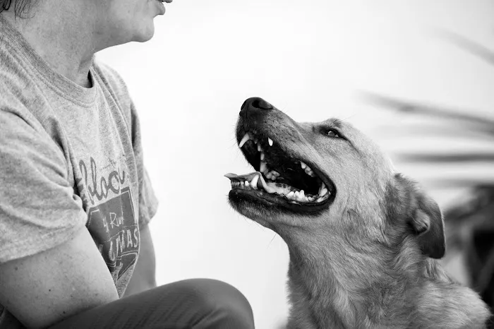 VCA California Veterinary Specialists-Murrieta 6