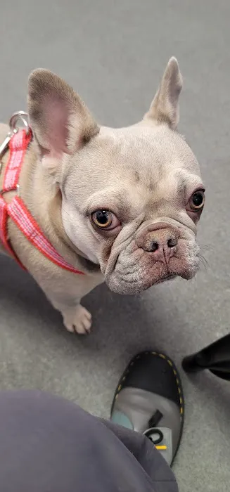 SoCal Pet Hospital 2