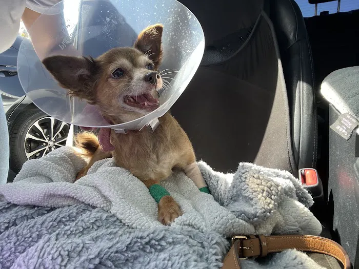 SoCal Pet Hospital 1