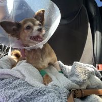 SoCal Pet Hospital ico