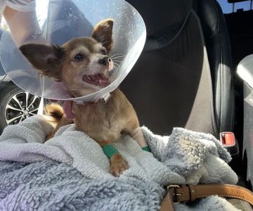SoCal Pet Hospital