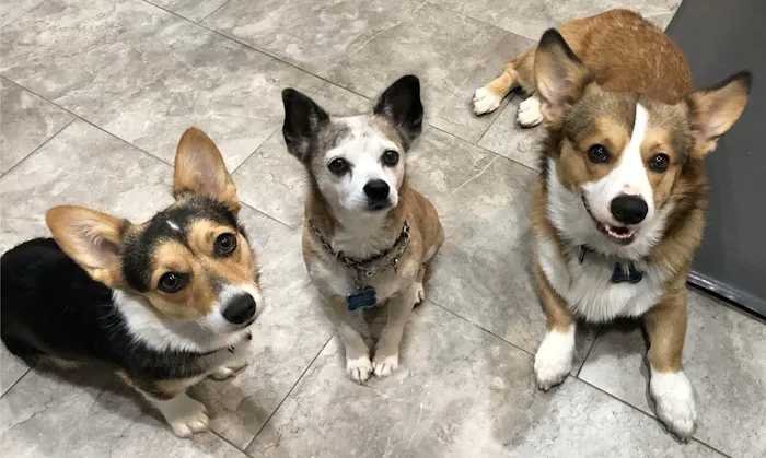 SoCal Pet Hospital 6
