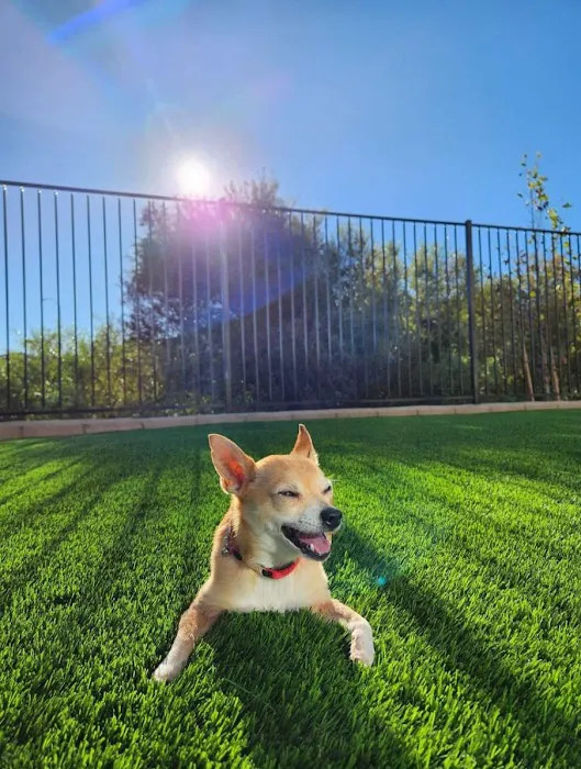 SoCal Pet Hospital 5