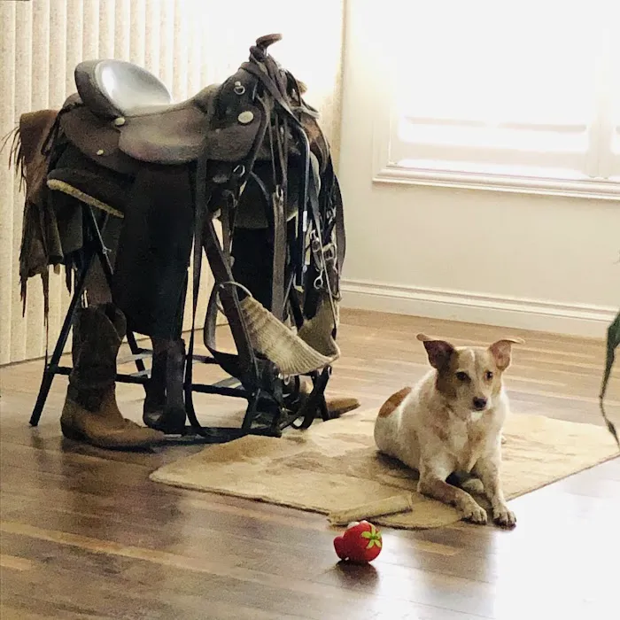 Old Town Veterinary Hospital 10