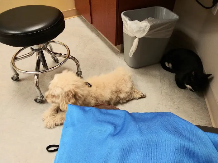 VCA California Oaks Animal Hospital 6