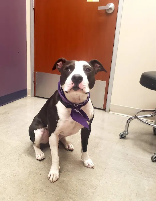 VCA California Oaks Animal Hospital 9