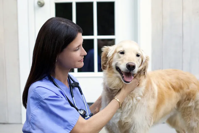 Bespoke Veterinary Services 5
