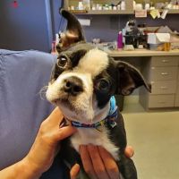 Southport Veterinary Center ico