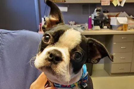 Southport Veterinary Center