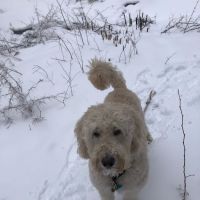 Fairfield Veterinary Hospital ico