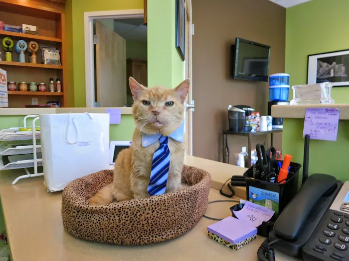 AristoKatz - Veterinary Care for Cats 12