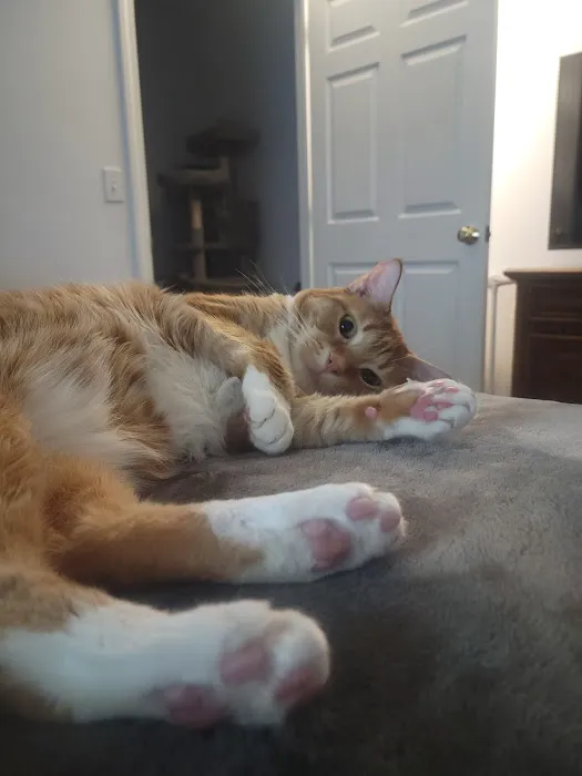 AristoKatz - Veterinary Care for Cats 12