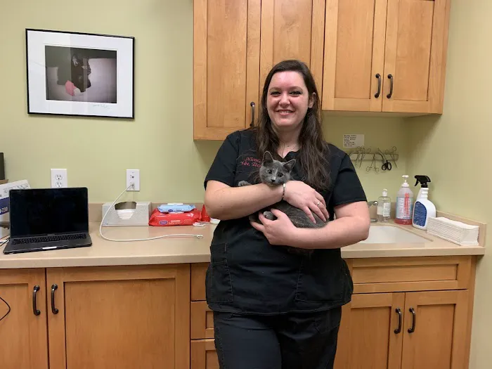 AristoKatz - Veterinary Care for Cats 12