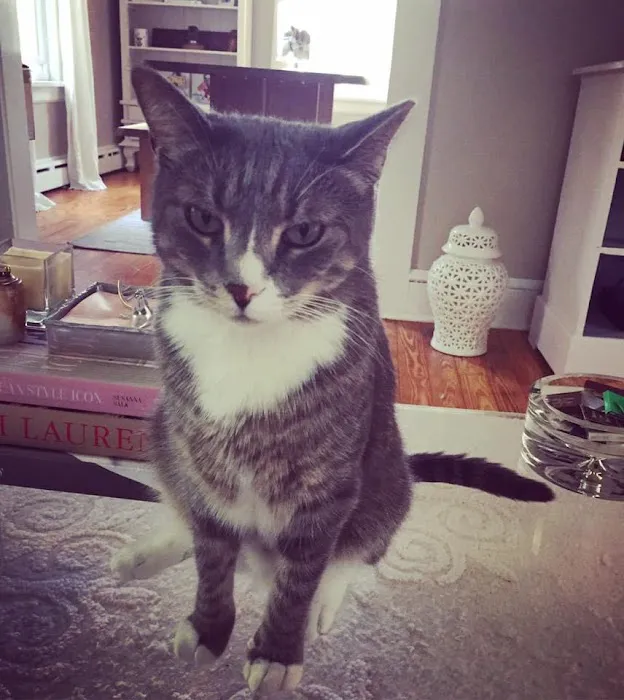 AristoKatz - Veterinary Care for Cats 12