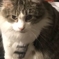 Ash Creek Animal Hospital-Spa: Hansen Kristopher DVM ico