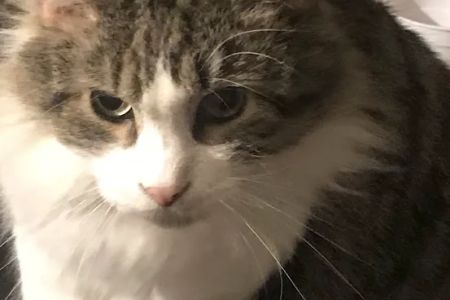 Ash Creek Animal Hospital-Spa: Hansen Kristopher DVM