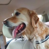 Highway Animal Hospital ico