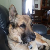Engelberg-Kristy Animal Hospital ico
