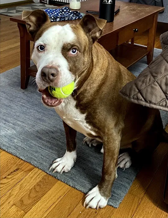 Trumbull Animal Hospital 12