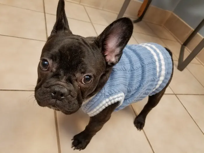 Trumbull Animal Hospital 12