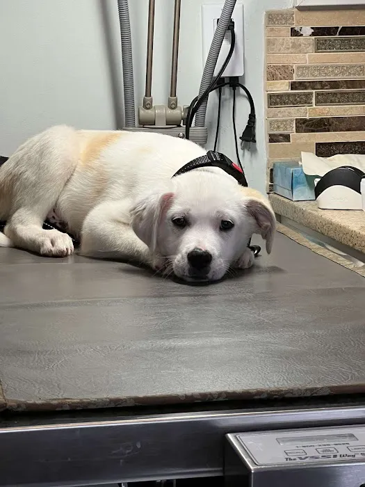 Home Veterinary Services 12