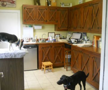 Integrative Animal Care