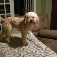 Copake Veterinary Hospital ico
