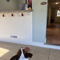 Berkshire Animal Care ico