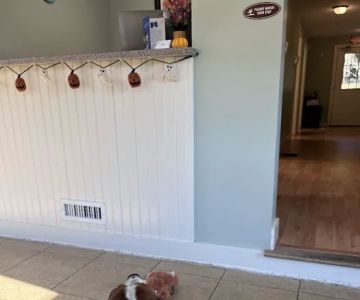Berkshire Animal Care
