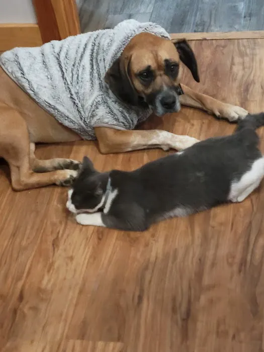 Berkshire Animal Care 4
