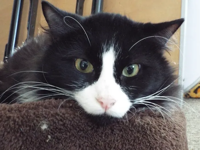 Berkshire Animal Care 8