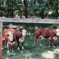Catskill Animal Hospital ico