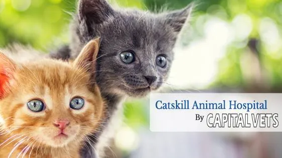 Catskill Animal Hospital 5
