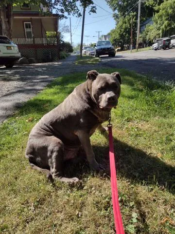 Catskill Animal Hospital 7