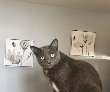 Litchfield Veterinary Hospital: Dr. Laura A Carey