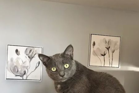 Litchfield Veterinary Hospital: Dr. Laura A Carey