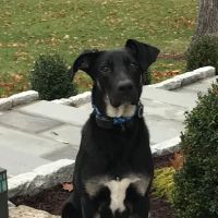 Thomaston Veterinary Clinic ico