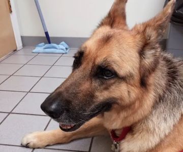Torrington Animal Hospital