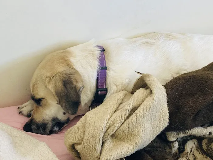 Torrington Animal Hospital 12