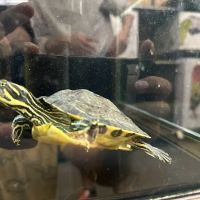 Vetco Vaccination Clinic ico