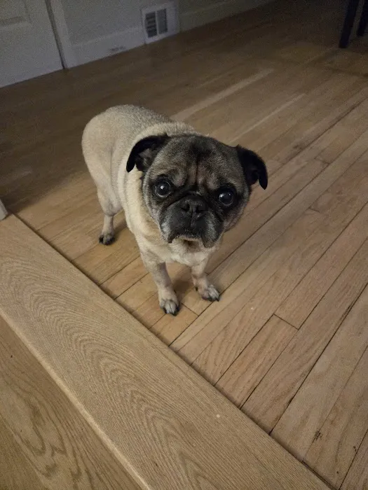 At Home Veterinary Care LLC 12