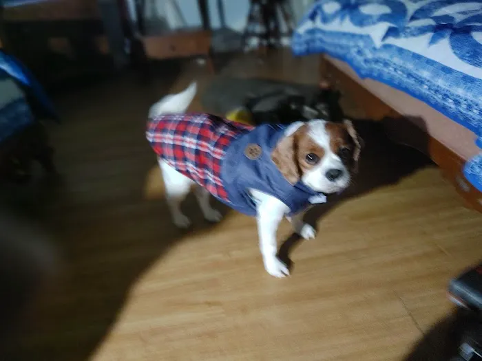At Home Veterinary Care LLC 12