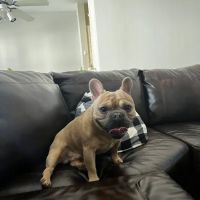 At Home Veterinary Care LLC ico