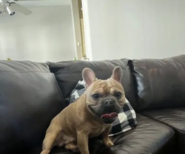 At Home Veterinary Care LLC